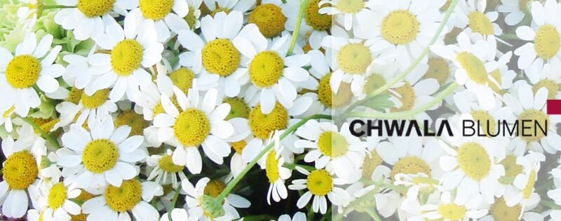 Chwala Blumen