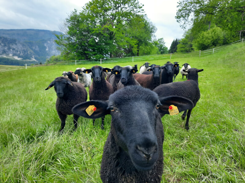 Schaferei Andi²